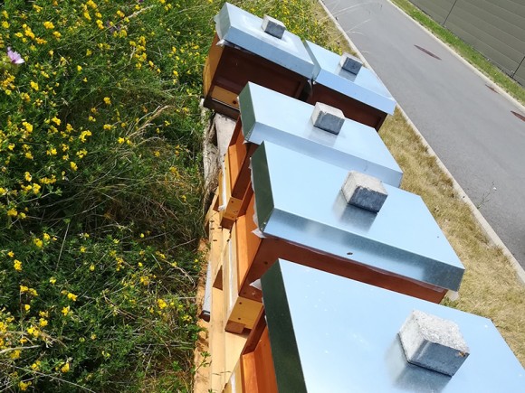 Teaser Bienen am Standort Waldzimmern